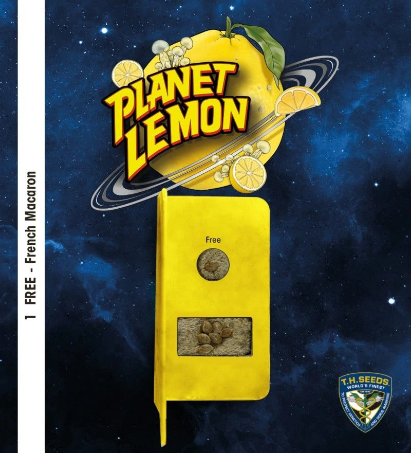 Planet Lemon - 6-pack - Feminised - T.H.Seeds 7 Planet Lemon - 6-pack - Feminised - T.H.Seeds - Afbeelding 5