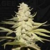 Planet Lemon - 6-pack - Feminised - T.H.Seeds
