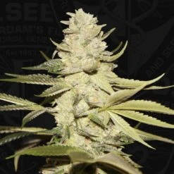 Planet Lemon - 6-pack - Feminised - T.H.Seeds