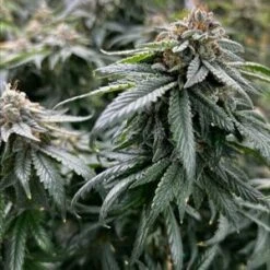 Planet Poop - 6-pack - Feminised - Mosca Seeds