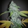 El Chapo - 6PACK - Feminised - The Plug Seeds 2 El Chapo - 6PACK - Feminised - The Plug Seeds -Uitgelichte Plantenzaadwinkel plg elchapo