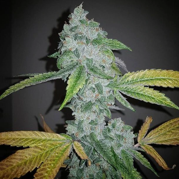 El Chapo - 6PACK - Feminised - The Plug Seeds 3 El Chapo - 6PACK - Feminised - The Plug Seeds