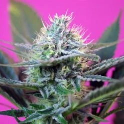 Speed + Autoflowering - Feminised - Sweet Seeds
