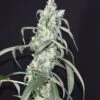 Crystal Sherbet - 6PACK - Feminised - Pot Valley Seeds -Uitgelichte Plantenzaadwinkel pot valley seeds crystal sherbet feminized