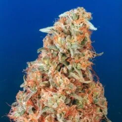 Power Plant - Regular - Dutch Passion