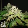 Pre 98 Bubba - 6PACK - Feminised - Cali Connection -Uitgelichte Plantenzaadwinkel pre 98 bubba bx2 choice cali connection seeds