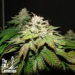 Pre 98 Bubba - 6PACK - Feminised - Cali Connection