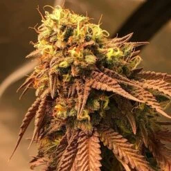 Problem Child - 6PACK - Regular - Jinxproof Genetics -Uitgelichte Plantenzaadwinkel problem child f2 jinxproof genetics