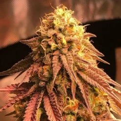 Problem Child - 6PACK - Regular - Jinxproof Genetics -Uitgelichte Plantenzaadwinkel problem child f2 jinxproof genetics 3