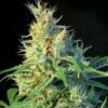 Psicodelicia - Feminised - Sweet Seeds -Uitgelichte Plantenzaadwinkel psicodelicia
