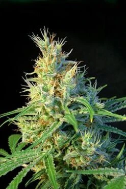 Psicodelicia - Feminised - Sweet Seeds