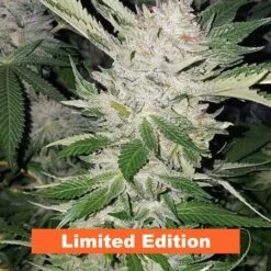 Pucker Punch (Limited Edition) - 6PACK - Regular - Jinxproof Genetics -Uitgelichte Plantenzaadwinkel pucker punch jinxproof genetics amsterdam