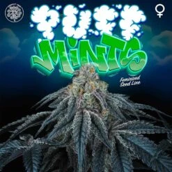 Puff Mintz - 6-pack - Feminised - Perfect Tree -Uitgelichte Plantenzaadwinkel puff mints jet a female weed seed perfect tree