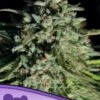 Pure Durban - 5-pack - Feminised - Anesia Seeds -Uitgelichte Plantenzaadwinkel pure durban 600x800 1