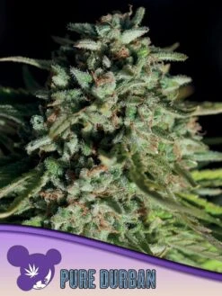 Pure Durban - 5-pack - Feminised - Anesia Seeds