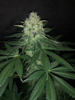 Pure Ice Cream - 5-pack - Feminised - Pure Instinto Seeds 13 Pure Ice Cream - 5-pack - Feminised - Pure Instinto Seeds -Uitgelichte Plantenzaadwinkel pure ice cream 2