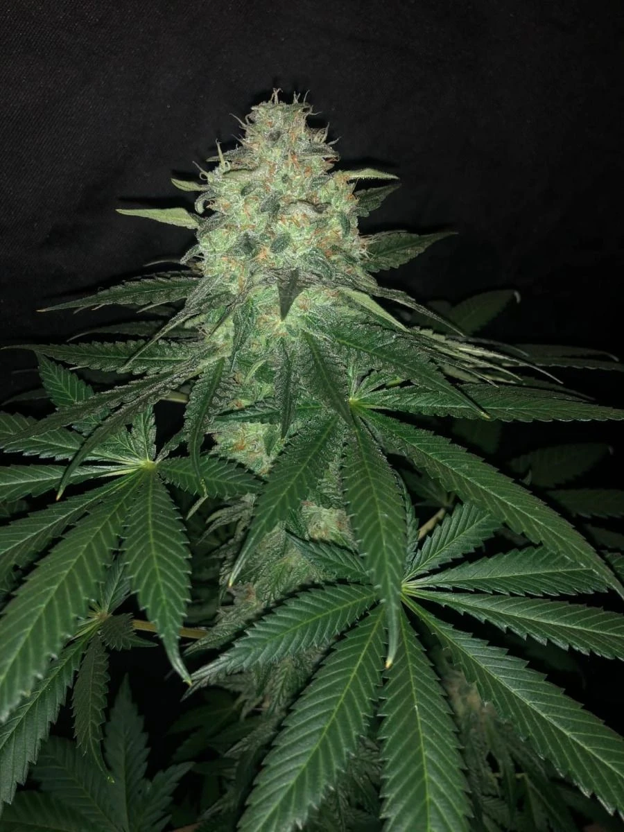 Pure Ice Cream - 5-pack - Feminised - Pure Instinto Seeds 7 Pure Ice Cream - 5-pack - Feminised - Pure Instinto Seeds - Afbeelding 5