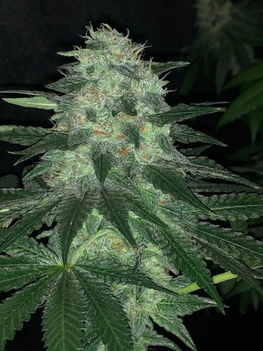 Pure Ice Cream - 5-pack - Feminised - Pure Instinto Seeds 8 Pure Ice Cream - 5-pack - Feminised - Pure Instinto Seeds - Afbeelding 6