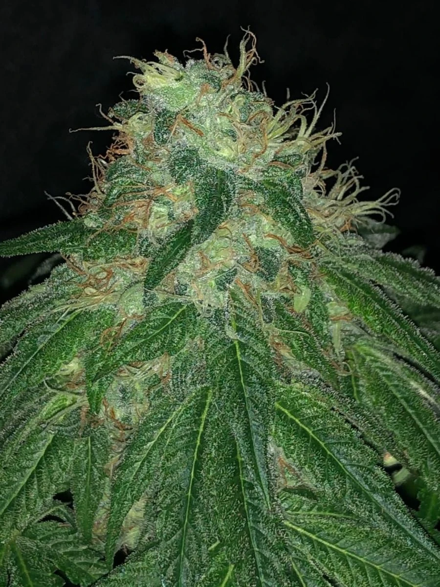 Pure Ice Cream - 5-pack - Feminised - Pure Instinto Seeds 6 Pure Ice Cream - 5-pack - Feminised - Pure Instinto Seeds - Afbeelding 4