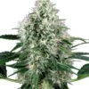 Pure Power Plant Autoflowering - Feminised - White Label -Uitgelichte Plantenzaadwinkel pure power plant autoflowering xl