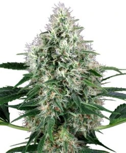 Pure Power Plant Autoflowering - Feminised - White Label