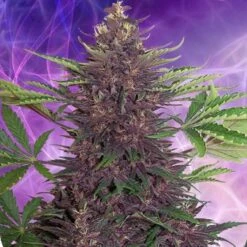 Buddha Purple Kush Auto - Feminised - Buddha Seeds -Uitgelichte Plantenzaadwinkel purgr