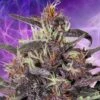 Buddha Purple Kush Auto - Feminised - Buddha Seeds -Uitgelichte Plantenzaadwinkel purgr2