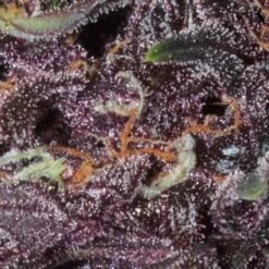 Buddha Purple Kush Auto - Feminised - Buddha Seeds -Uitgelichte Plantenzaadwinkel purgr3