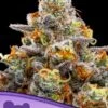 Purple Boost Highness - 5-pack - Feminised - Anesia Seeds -Uitgelichte Plantenzaadwinkel purple boost highness 600x800 1