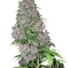 Purple Bud - Feminised - White Label -Uitgelichte Plantenzaadwinkel purple bud amsterdam seed center