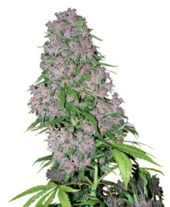 Purple Bud - Feminised - White Label