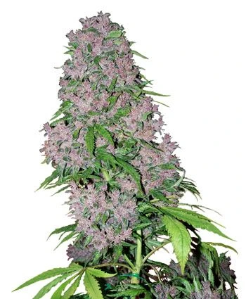 Purple Bud - Feminised - White Label 3 Purple Bud - Feminised - White Label