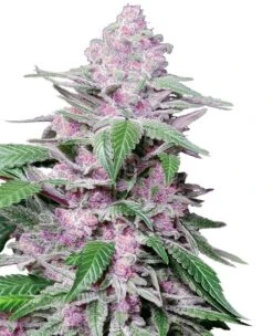 Purple Cookie Kush - 5-pack - Feminised - Sensi Seeds