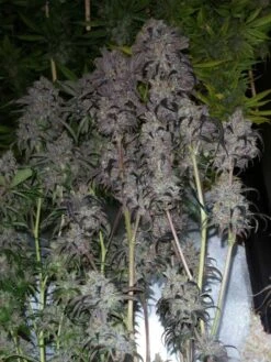 Purple Dragonfruit - 5-pack - Regular - Staff Selects -Uitgelichte Plantenzaadwinkel purple dragonfruit hanging