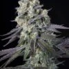 Purple Mints - Feminised - Paradise Seeds -Uitgelichte Plantenzaadwinkel purple mints main 1280x1920 1