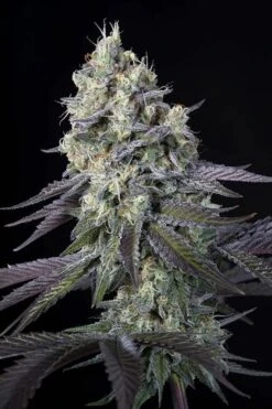 Purple Mints - Feminised - Paradise Seeds