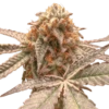 Purple OG Punch - 5-pack - Feminised - Super Sativa Seed Club 1 Purple OG Punch - 5-pack - Feminised - Super Sativa Seed Club -Uitgelichte Plantenzaadwinkel purple og punch