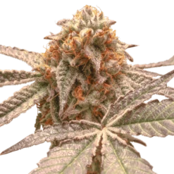 Purple OG Punch - 5-pack - Feminised - Super Sativa Seed Club