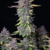 Purple Punch Auto - 5PACK - Feminised - Fast Buds Seeds -Uitgelichte Plantenzaadwinkel purple punch auto fastbuds