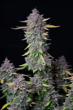 Purple Punch Auto - 5PACK - Feminised - Fast Buds Seeds