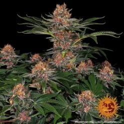 Purple Punch Auto - Feminised - Barney's Farm 5 Purple Punch Auto - Feminised - Barney's Farm -Uitgelichte Plantenzaadwinkel purple punch auto 4 212772 1