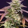Purple Punch OG XL Auto - 5-pack - Feminised - Sweet Seeds 1 Purple Punch OG XL Auto - 5-pack - Feminised - Sweet Seeds -Uitgelichte Plantenzaadwinkel purple punch og xl auto
