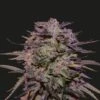 Purple Russian Express - 5PACK - Feminised - Kalashnikov Seeds 2 Purple Russian Express - 5PACK - Feminised - Kalashnikov Seeds -Uitgelichte Plantenzaadwinkel purple russian express