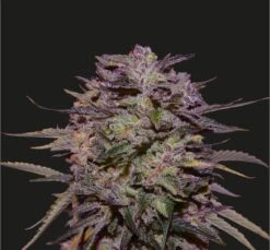 Purple Russian Express - 5PACK - Feminised - Kalashnikov Seeds