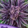 Purple Thai - Feminised - Anesia Seeds -Uitgelichte Plantenzaadwinkel purple thai 600x800 1 2