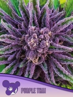 Purple Thai - Feminised - Anesia Seeds
