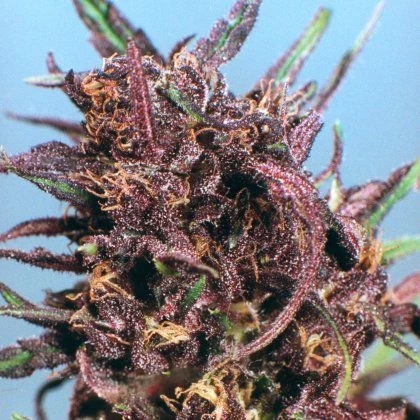 Purple #1 - Feminised - Dutch Passion 3 Purple #1 - Feminised - Dutch Passion