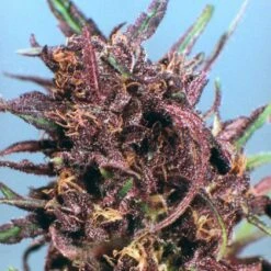 Purple #1 - Regular - Dutch Passion