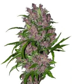 Purple Bud Automatic - Feminised - White Label