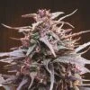 Purple Haze X Malawi - 5-pack - Feminised - ACE Seeds 1 Purple Haze X Malawi - 5-pack - Feminised - ACE Seeds -Uitgelichte Plantenzaadwinkel purple haze malawi
